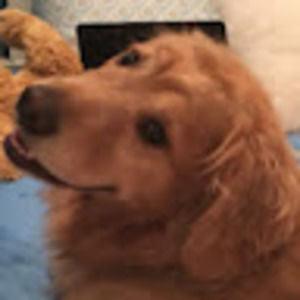 Meet your Posher, Doglover